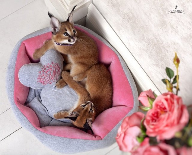 Полмиллиона рублей и котенка похитили из квартиры москвички