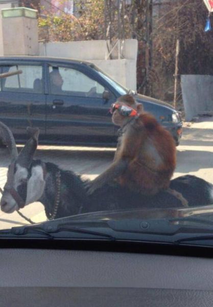 Прикольные картинки (91 фото)