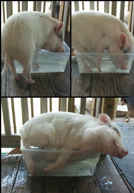 Прикольные картинки (91 фото)