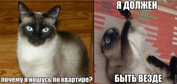 Прикольные картинки (91 фото)