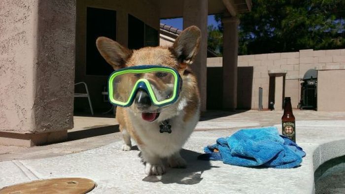 Прикольные картинки (91 фото)