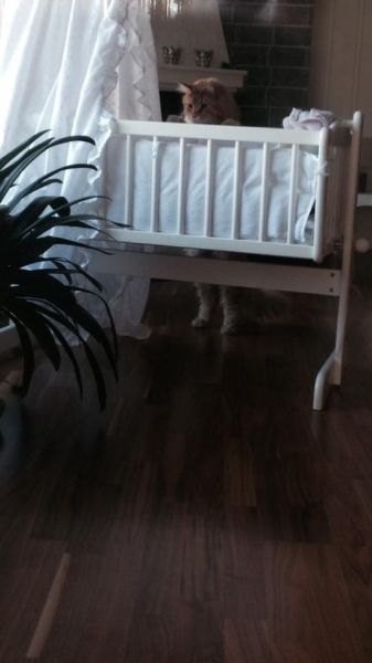 Прикольные картинки (91 фото)