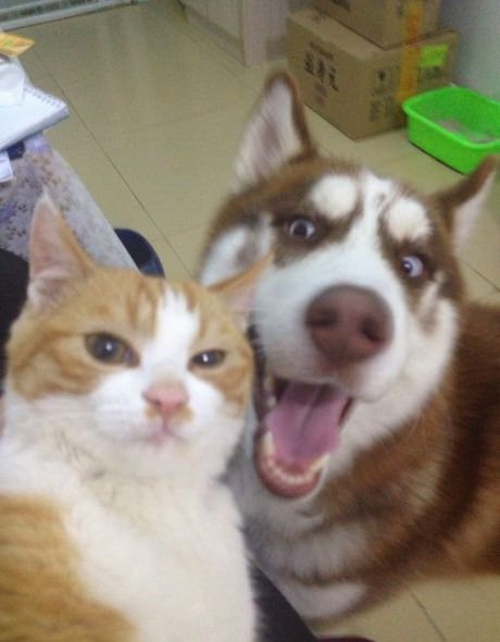 Прикольные картинки (91 фото)