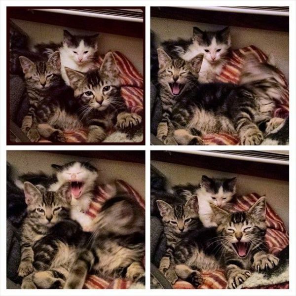 Прикольные картинки (91 фото)