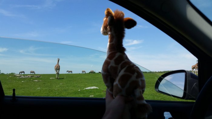 Прикольные картинки (53 фото)