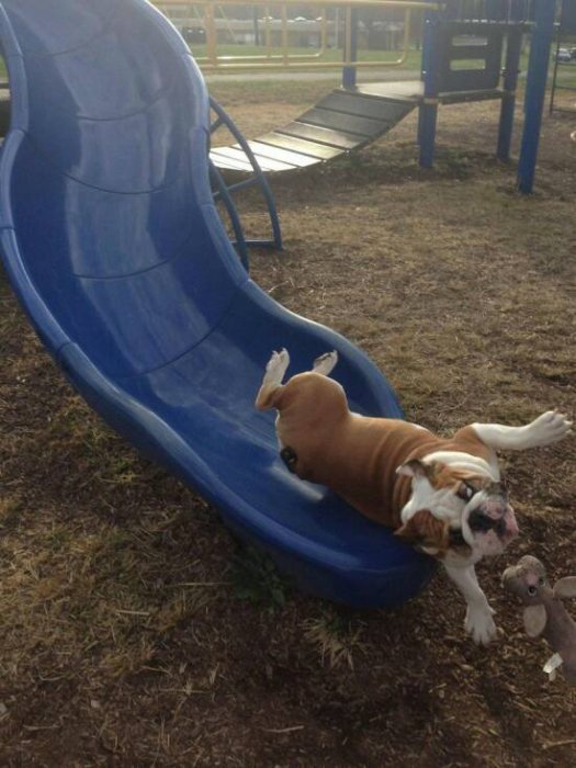 Прикольные картинки (53 фото)