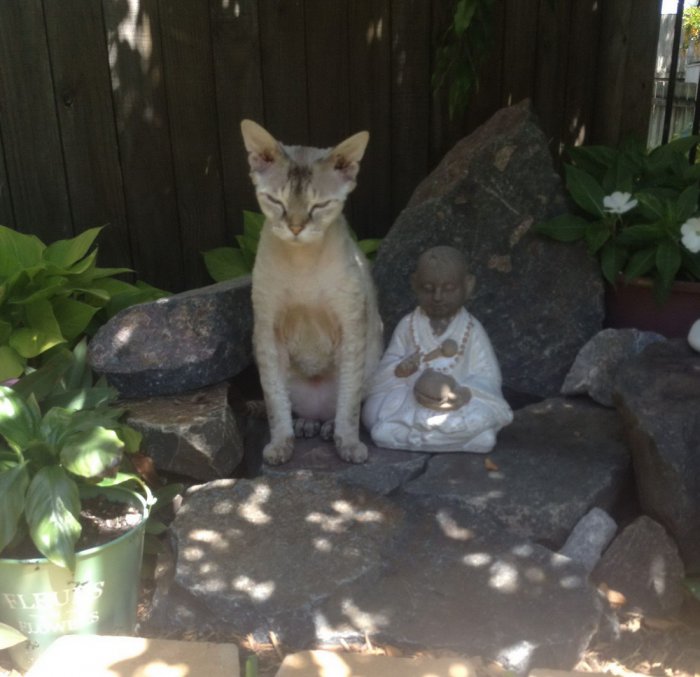 Прикольные картинки (53 фото)