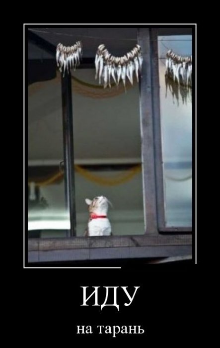 Демотиваторы (30 фото)