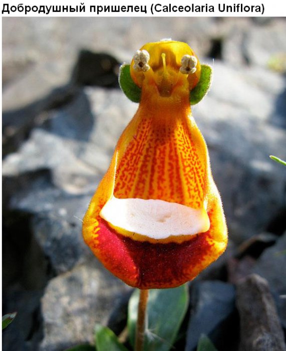 Цветы, которые умеют притворяться