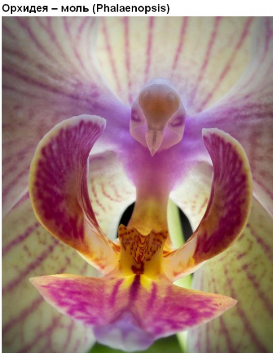 Цветы, которые умеют притворяться