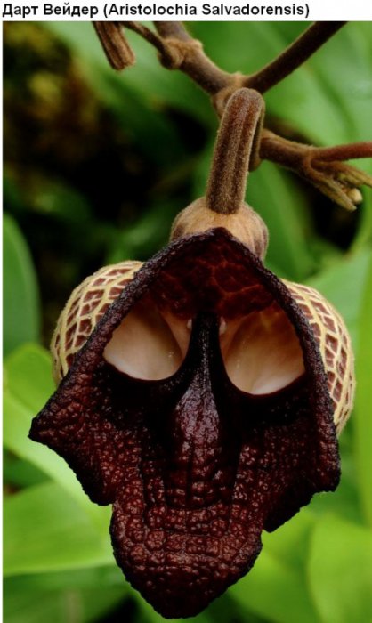 Цветы, которые умеют притворяться