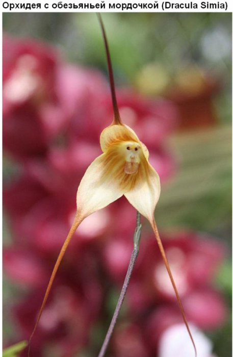 Цветы, которые умеют притворяться