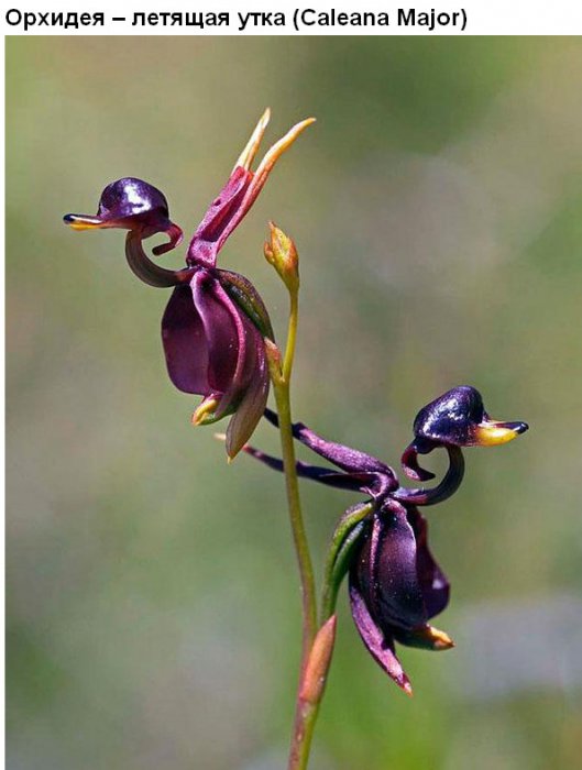 Цветы, которые умеют притворяться