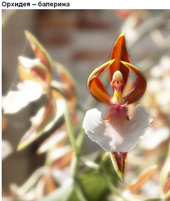 Цветы, которые умеют притворяться