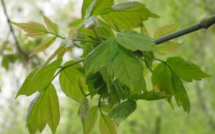 Обои на рабочий стол / Sbornik oboev 327