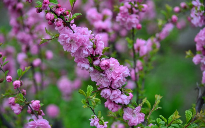 Обои на рабочий стол / Sbornik oboev 327