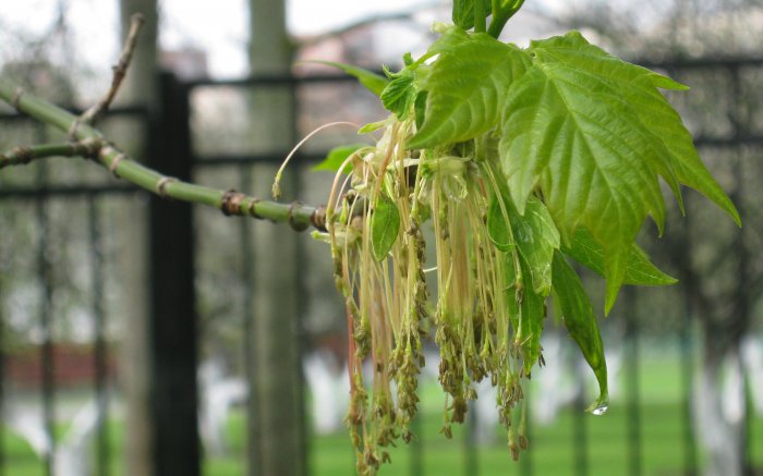 Обои на рабочий стол / Sbornik oboev 327