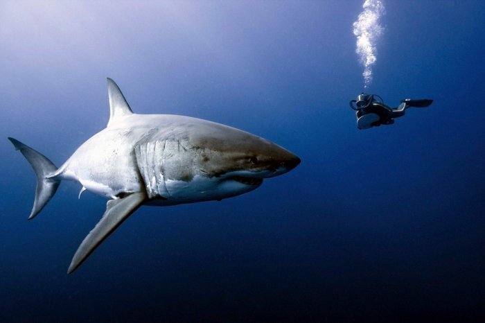 В Австралии засекли загадочного пожирателя белых акул