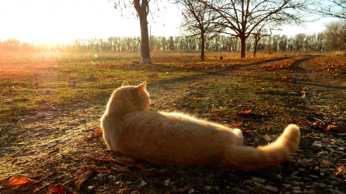 Обои на рабочий стол / Sbornik oboev 329