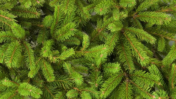 Обои на рабочий стол / Sbornik oboev 329