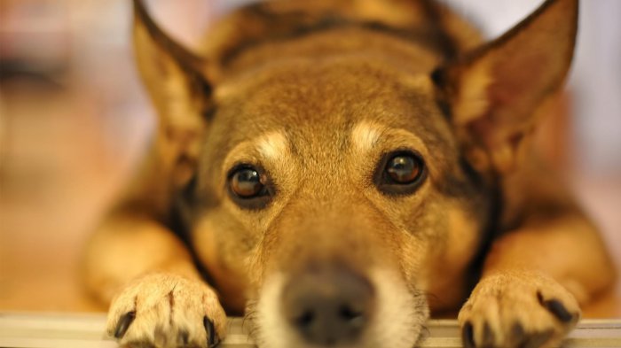 Обои на рабочий стол / Sbornik oboev 329