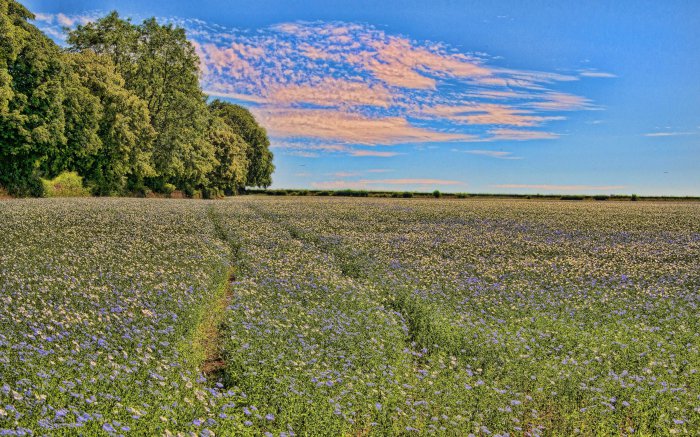 Обои на рабочий стол / Sbornik oboev 329