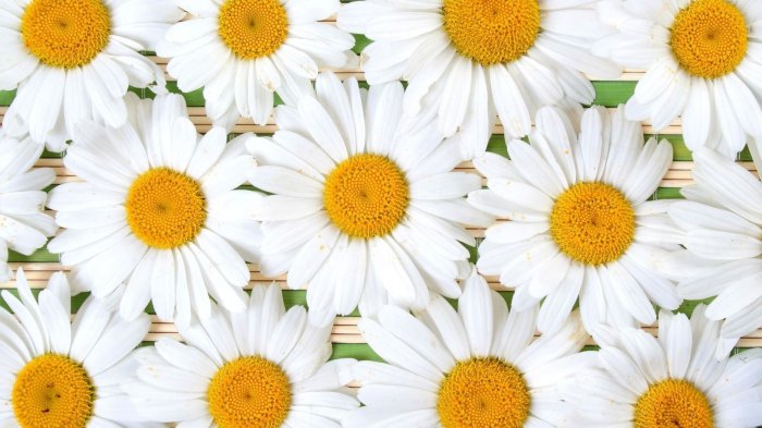 Обои на рабочий стол / Sbornik oboev 329