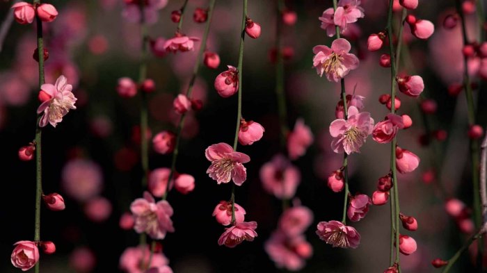 Обои на рабочий стол / Sbornik oboev 329