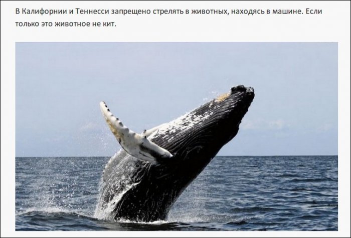 Самые нелепые правила дорожного движения из разных стран (19 фото)