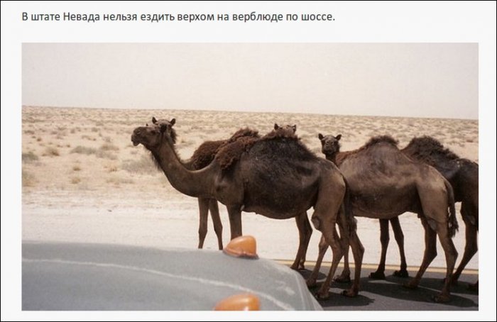 Самые нелепые правила дорожного движения из разных стран (19 фото)