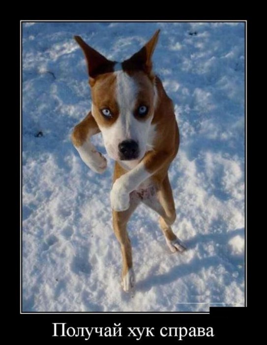 Демотиваторы (30 фото)