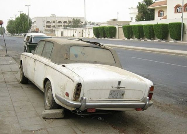 Подснежники Дубая (36 фото)