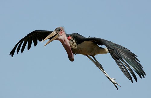 Бешеный аист атакует Бешеный аист атакует