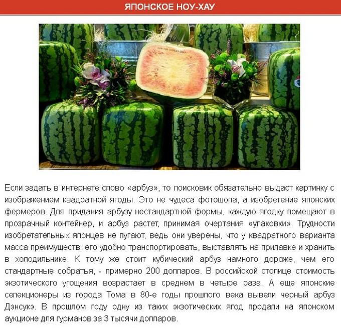 Интересные факты об арбузе (9 фото)