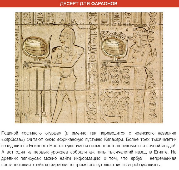 Интересные факты об арбузе (9 фото)