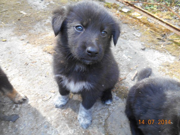 Очаровательные малыши крестьянского происхождения ищут дом