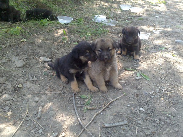 Очаровательные малыши крестьянского происхождения ищут дом