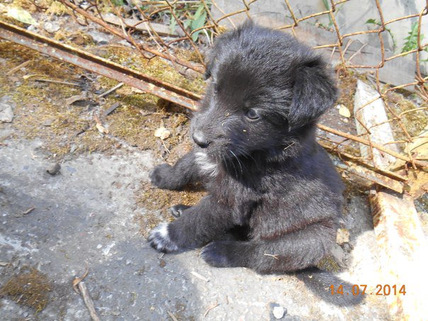 Очаровательные малыши крестьянского происхождения ищут дом