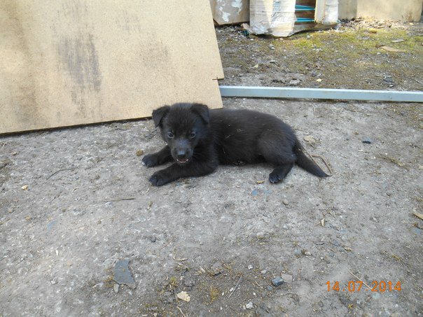 Очаровательные малыши крестьянского происхождения ищут дом