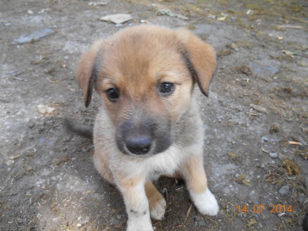 Очаровательные малыши крестьянского происхождения ищут дом