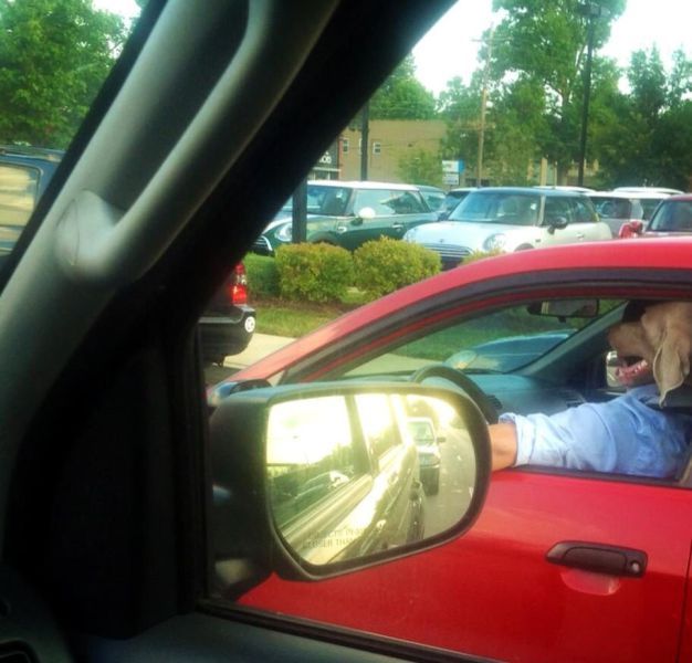 Прикольные картинки (63 фото)