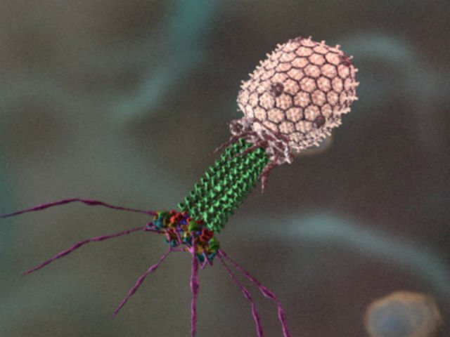 Обнаруженный недавно вирус проживает в кишечниках половины населения Земли