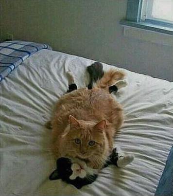 Картинки с политическим оттенком... 18+