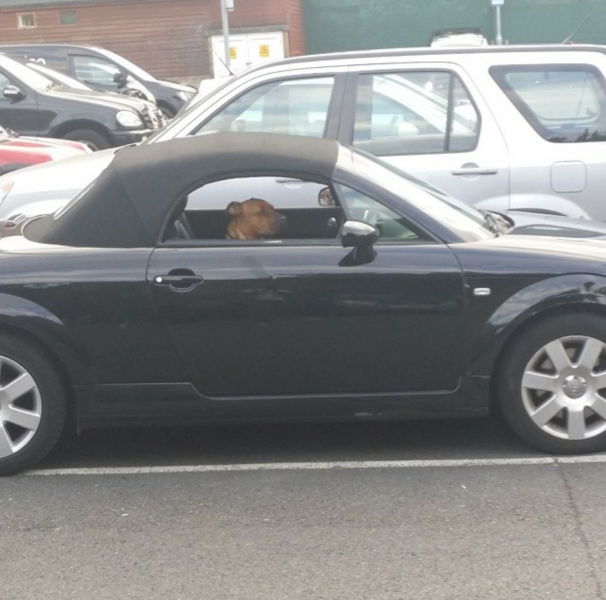 Автоприколы (55 фото)