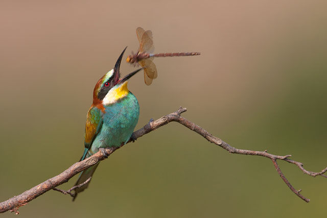 Фотографии сделанные вовремя (38 фото)