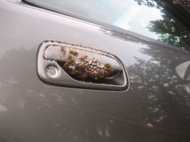 Прикольные картинки (70 фото)