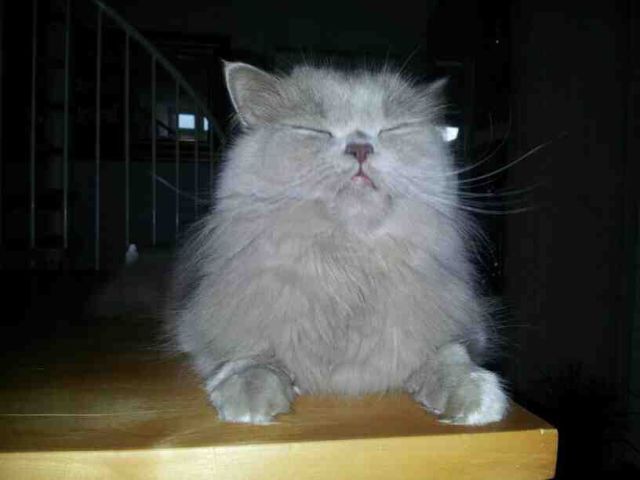 Прикольные картинки (70 фото)