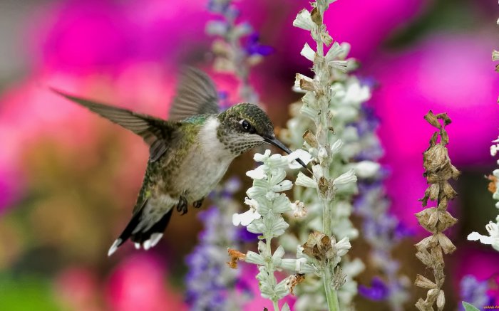 Обои на рабочий стол / Wallpapers. HQ. Mix 626