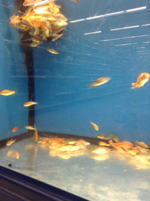 Прикольные картинки (40 фото)