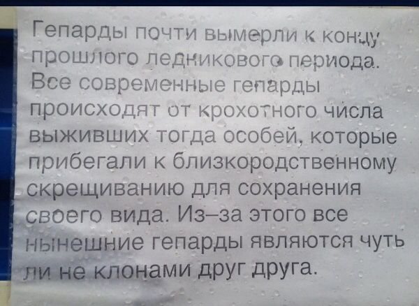 Интересные факты для тех, у кого нет интернета